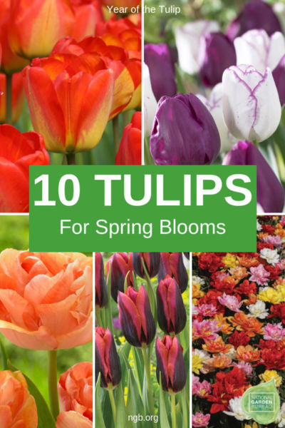 10 New Tulips to plant for next spring