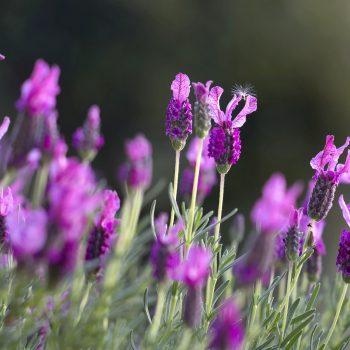 All That Lavender!