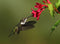 Bird of the Month -  Ruby-Throated Hummingbird!