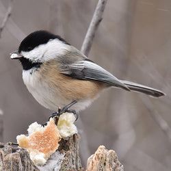 Helping our winter birds