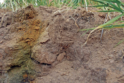Correcting Soil Problems - Acidic Soil