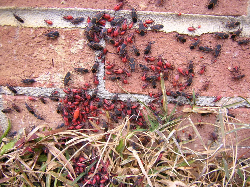Box Elder Bugs! What are they?