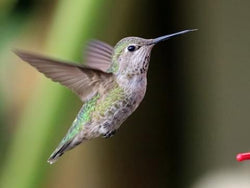 Protect your hummingbird feeder from bees!