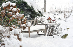 10 Tips for Preparing your garden for winter