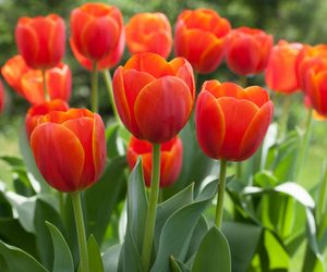 Did you know that there is over 150 species of tulips?