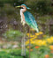 Bird Rain Gauge Stake - Egret, Heron & Flamingo by Regal Art & Gift - YourGardenStop