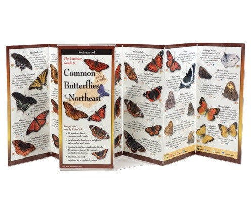 Common Butterflies of the Northeast - YourGardenStop