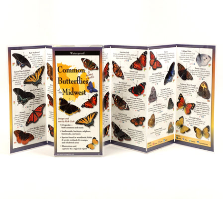 Common Butterflies of the Midwest - YourGardenStop