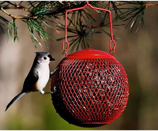 The Red Seed Ball - YourGardenStop