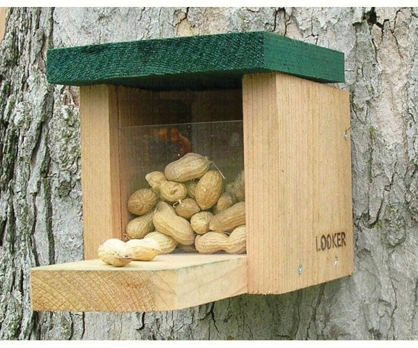 Squirrel Feeder Snack Box by Songbird Essentials - YourGardenStop