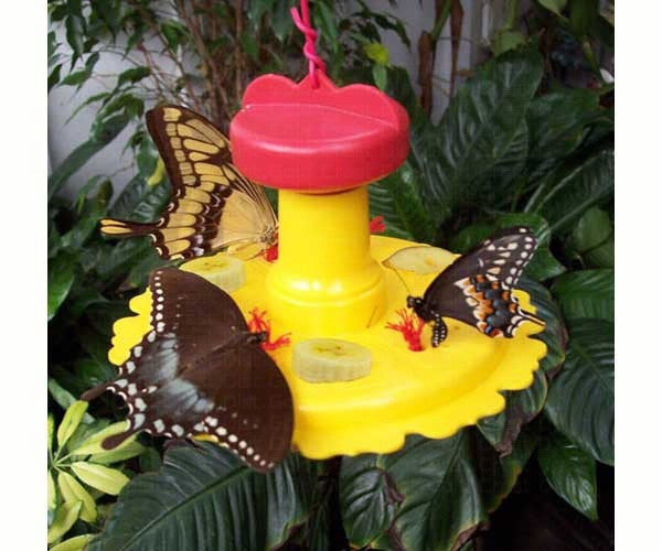 Butterfly Feeder by Songbird Essentials - YourGardenStop