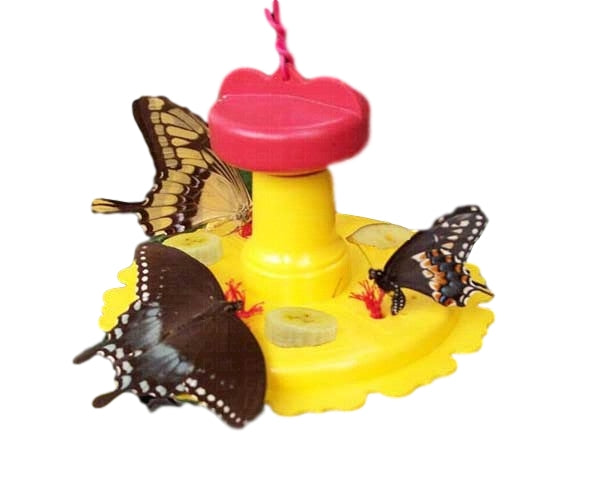 Butterfly Feeder by Songbird Essentials - YourGardenStop