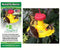 Butterfly Feeder by Songbird Essentials - YourGardenStop