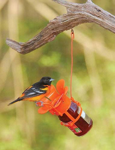 Jelly/Jam Feeder by Songbird Essentials - YourGardenStop