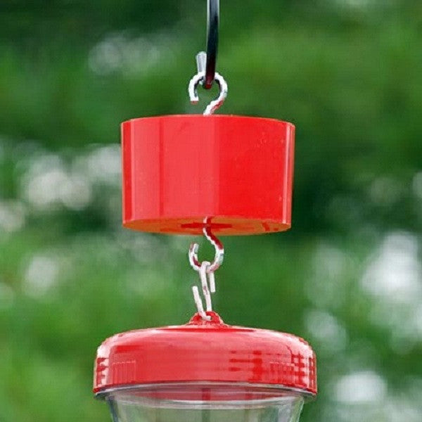 Trap-It-Ant Trap - YourGardenStop